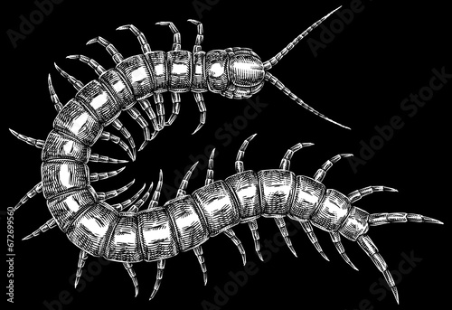 Fotografia Engrave isolated centipede chilopoda hand drawn graphic illustration