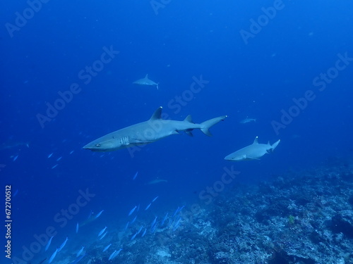 black tip reef sharks in the maldives  portrait  underwater photography  ocean