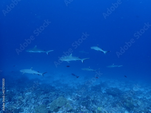 black tip reef sharks in the maldives  portrait  underwater photography  ocean