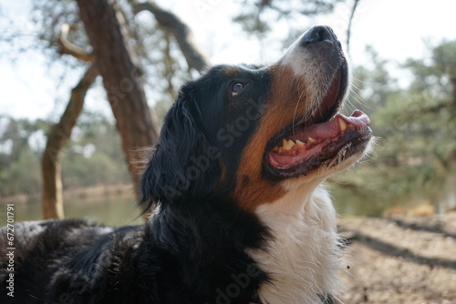 Fototapeta Naklejka Na Ścianę i Meble -  bernese mountain dog portrait with selective focus and its tongue out