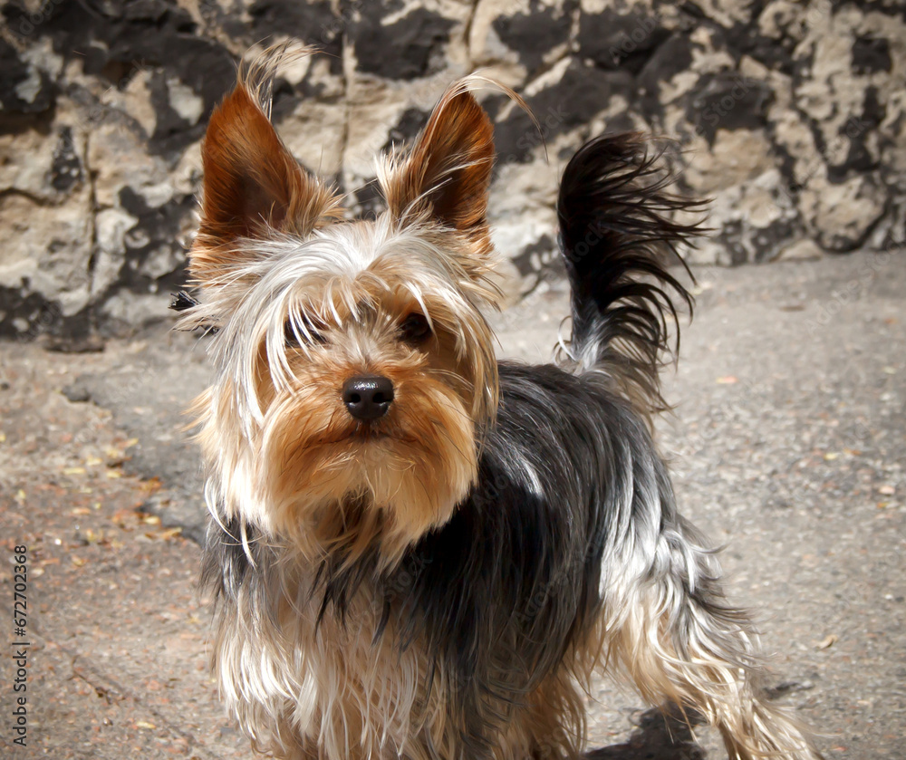 Yorkshire Terrier dog on a walk in the old town. selective focus.
