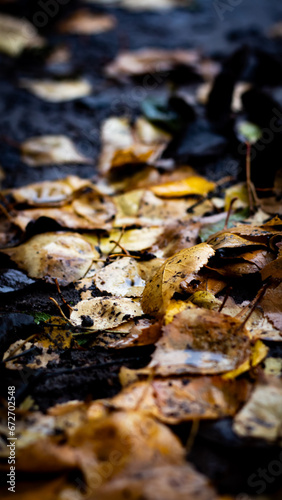 Yellow leaves fallen to the ground in the rain. Autumn