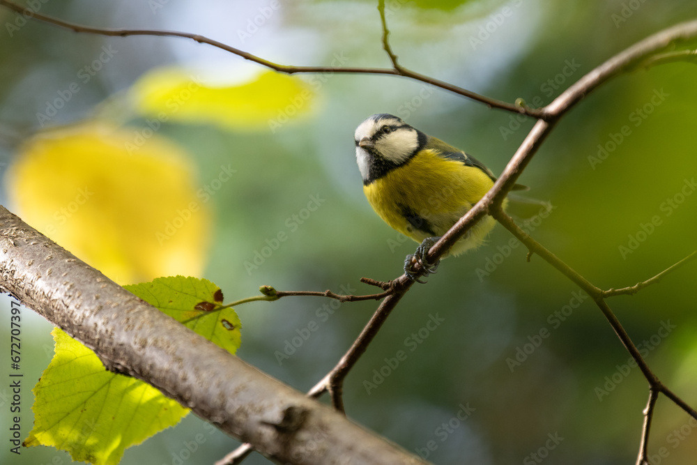 Fototapeta premium Blue Tit (Parus caeruleus) close up, tiny bird.