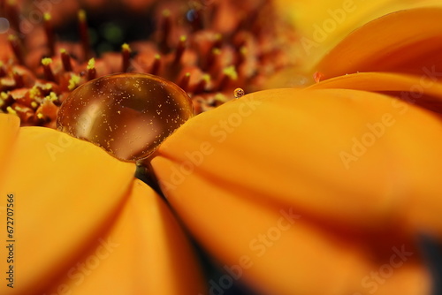 Makro einer Gerbera mit Wassertropfen
