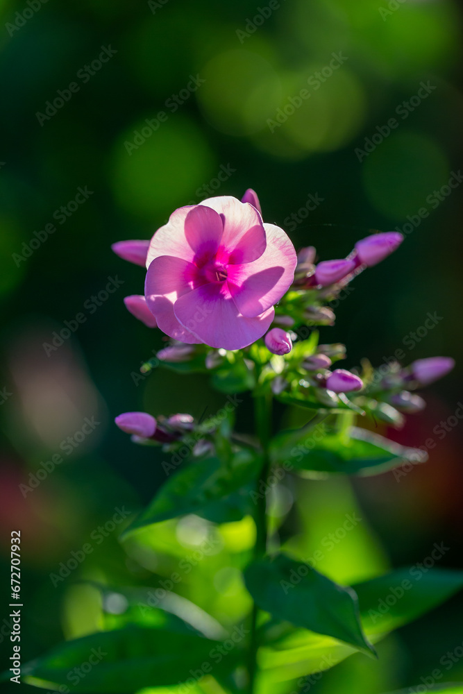 Blooming pink phloxes macro photography on a summer sunny day. Purple phlox little flowers close-up photo in the summer garden. A flowering plant in sunlight with pink petals floral background. Blooming pink phloxes macro photography on a summer sunny day. Purple phlox little flowers close-up photo in the summer garden. A flowering plant in sunlight with pink petals floral background.