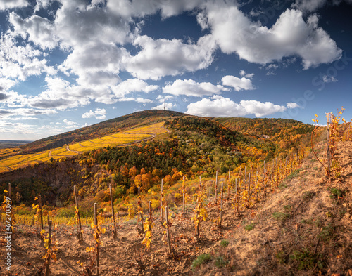 Wonderful vineyards at Toka...