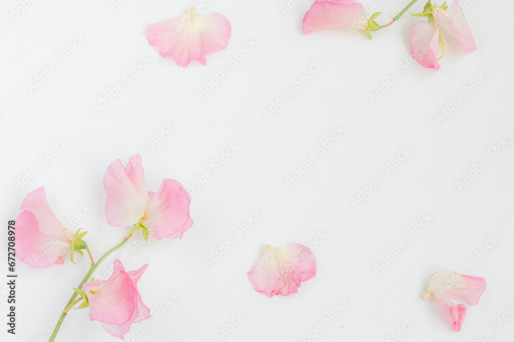 Delicate pink leaves on white background isolated.  Minimal abstract background for product presentation. Spring and summer.