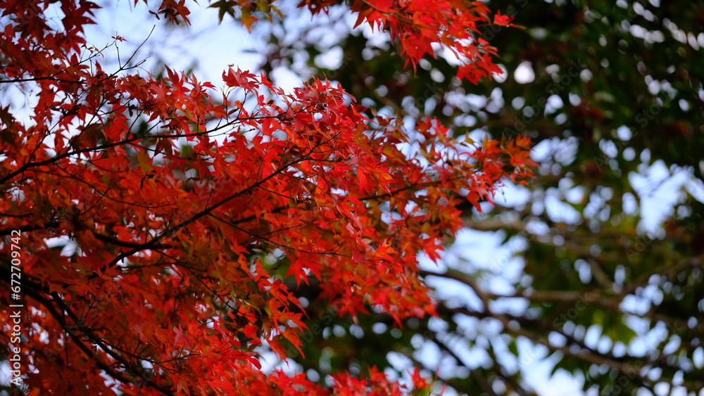 色づく紅葉 色づく紅葉