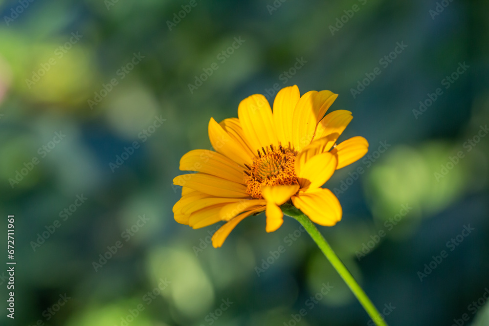 Blooming false sunflower on a green background on a summer sunny day macro photography. Garden rough oxeye flower with yellow petals in summertime, close-up photo. Orange heliopsis floral background. Blooming false sunflower on a green background on a summer sunny day macro photography. Garden rough oxeye flower with yellow petals in summertime, close-up photo. Orange heliopsis floral background.