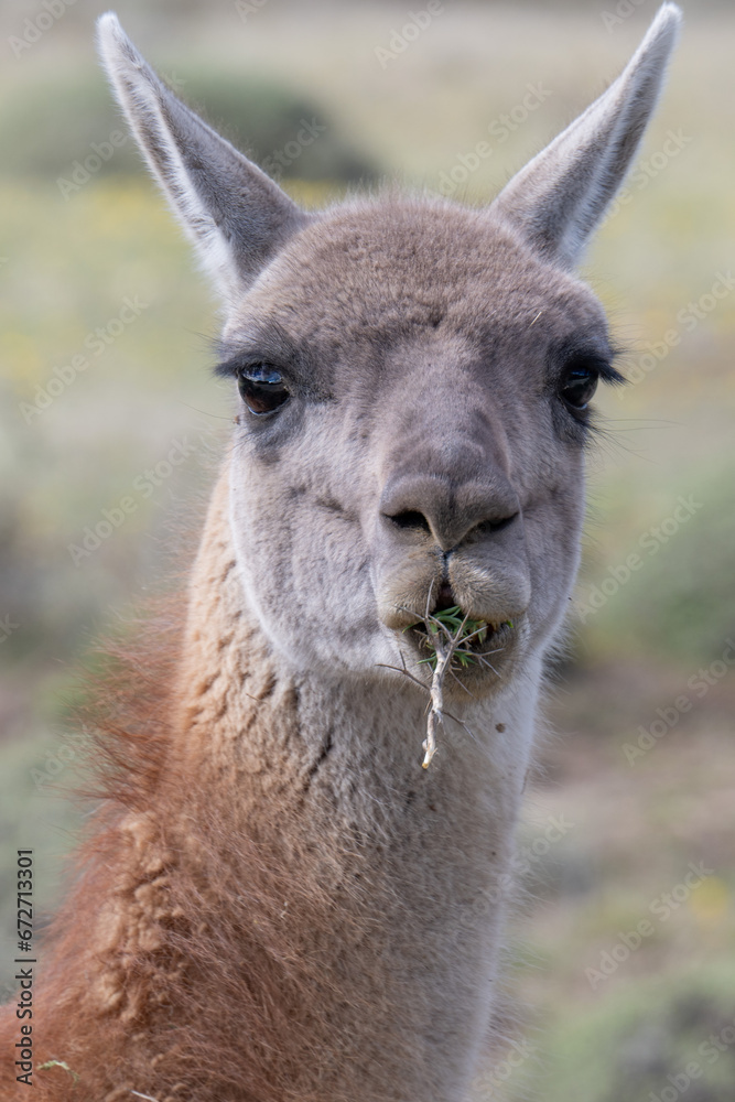 A lama eating in patagonia national park