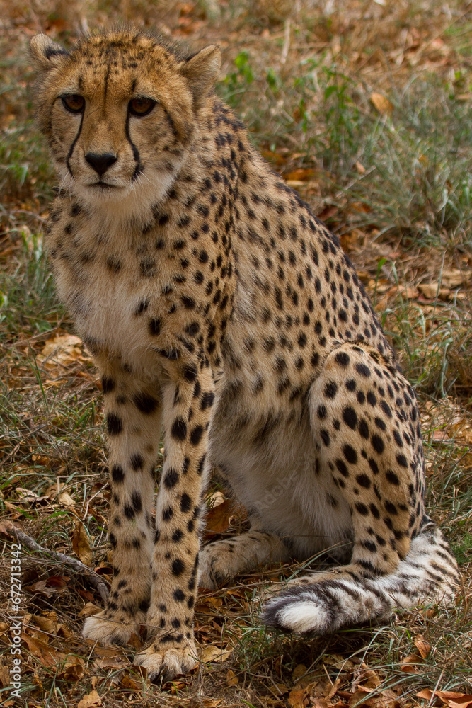 Cheetahs of Africa Cheetahs of Africa