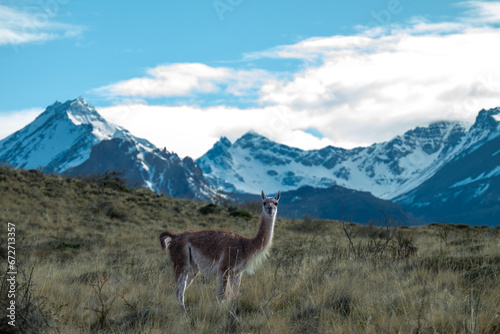 A lama in Patagonia national park. 