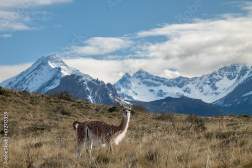 A lama in Patagonia national park. 