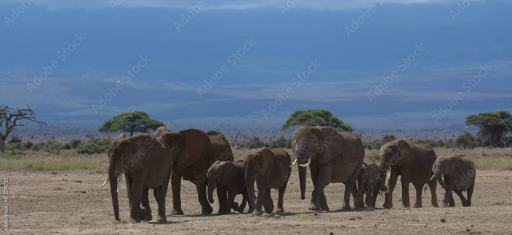 herd of african elephants make their daily trek from the foothills of mount kilimanjaro to amboseli national park, kenya, in their search for water