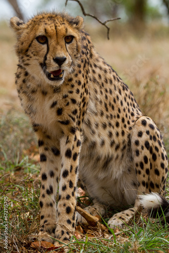 Cheetahs of Africa