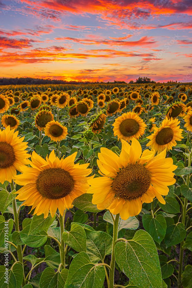 Sunflowers at a sunset. Landscape in summer dramatic sky in the evening. Field with many flowers. Summer day with lots of clouds in colors yellow orange red clouds. Crop with open flowers