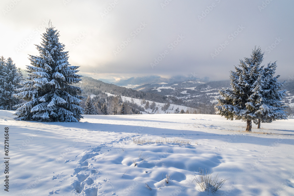 Winter landscape of snowy spruce trees. The Mala Fatra national park in northwest of Slovakia, Europe.