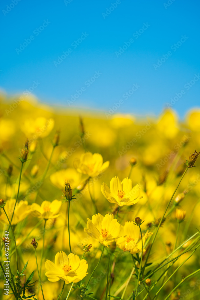 Showa Kinen Park Cosmos Lemon Bright Flowers