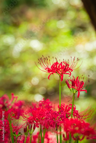Lycoris radiata  Red spider lily  in Murakami Green Space Park