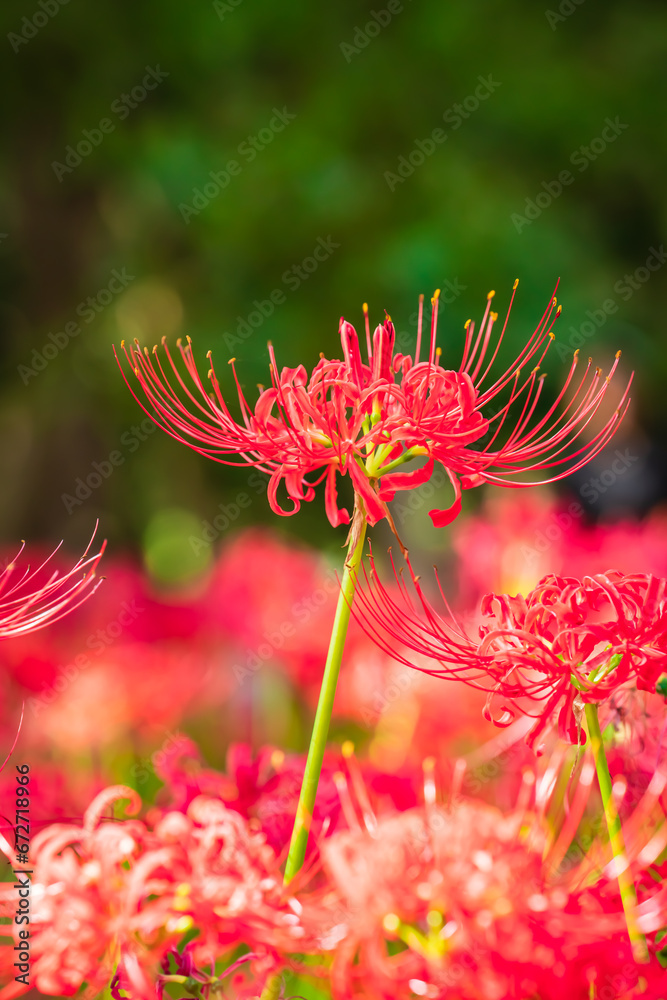 Lycoris radiata (Red spider lily) in Murakami Green Space Park Lycoris radiata (Red spider lily) in Murakami Green Space Park