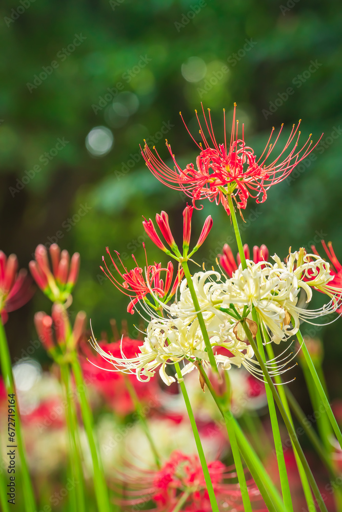 Lycoris radiata (Red spider lily) in Murakami Green Space Park Lycoris radiata (Red spider lily) in Murakami Green Space Park