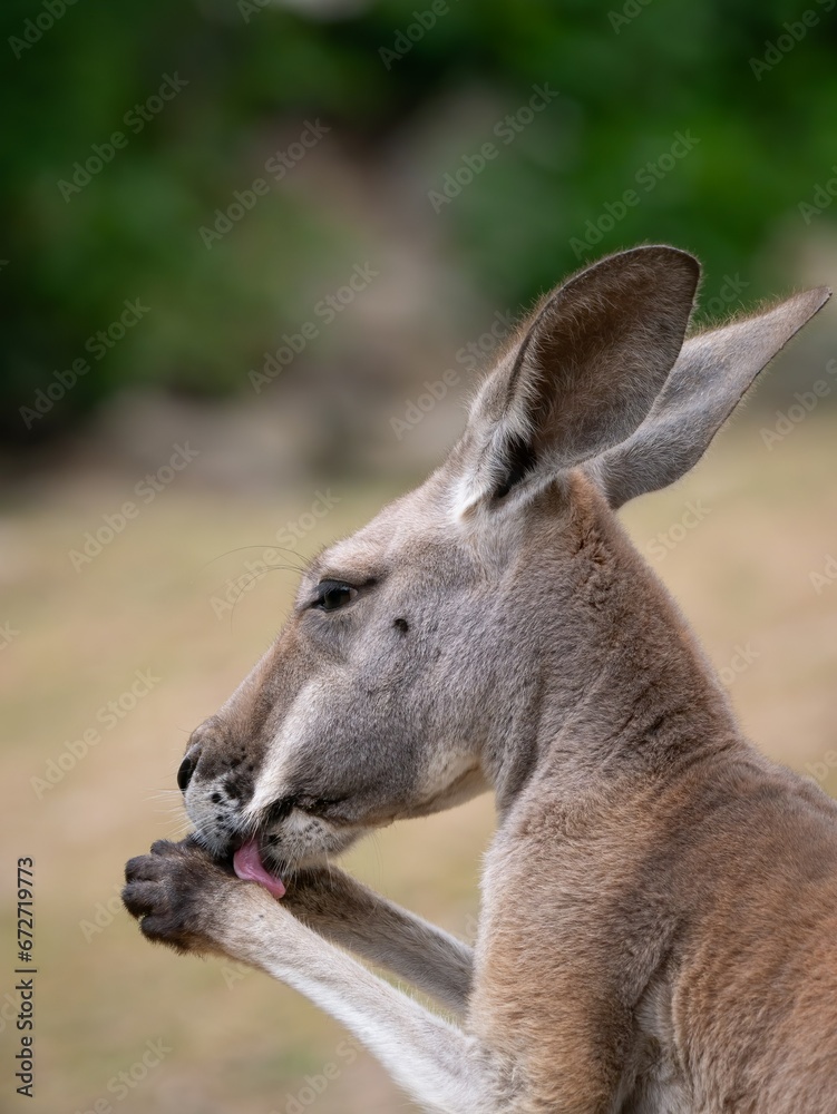 Kangaroo set against a out of focus background Kangaroo set against a out of focus background