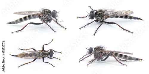 Sandhill Bladetail - Machimus hubbelli - a species of robber fly robberfly with mostly grey and black colors with brown color legs isolated on white background. four views. turkey oak habitat