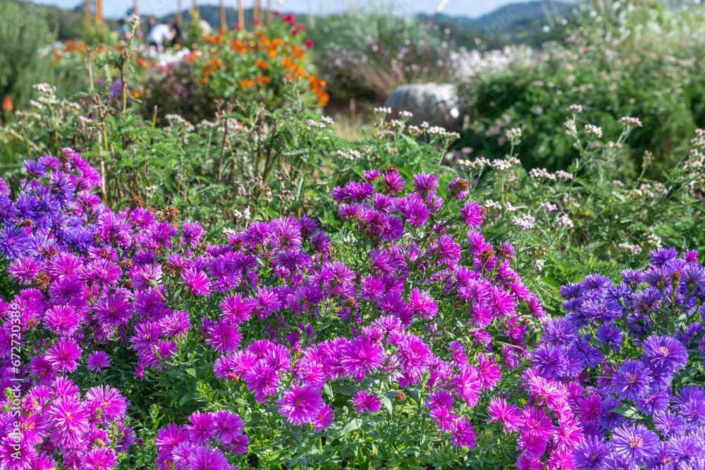 世羅高原花の森の庭園