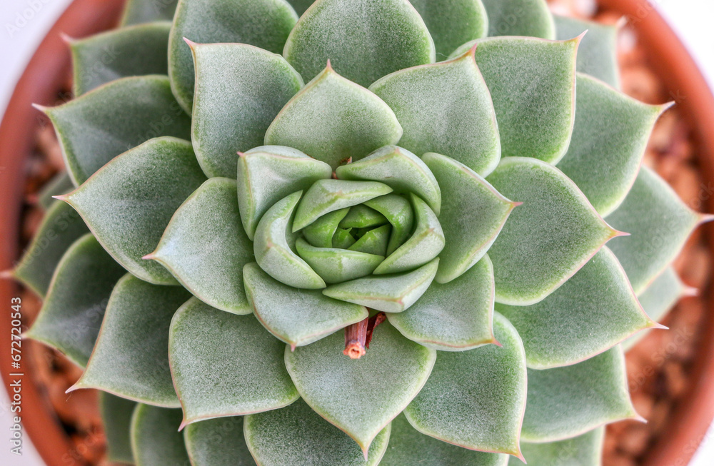Φωτογραφία Top view close up of Echeveria agavoides succulent house plant (also known as Li