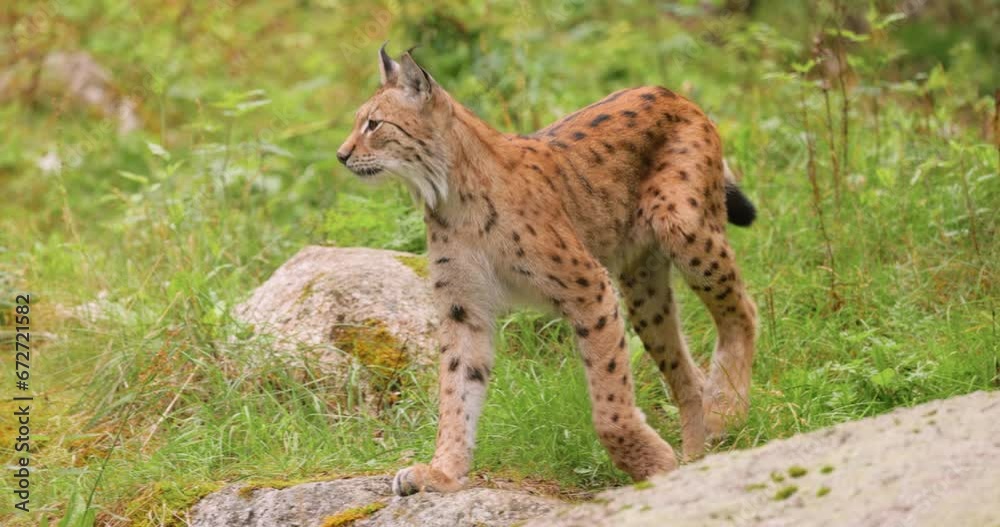 The Eurasian lynx (Lynx lynx) in the forest. The Eurasian lynx (Lynx lynx) in the forest.