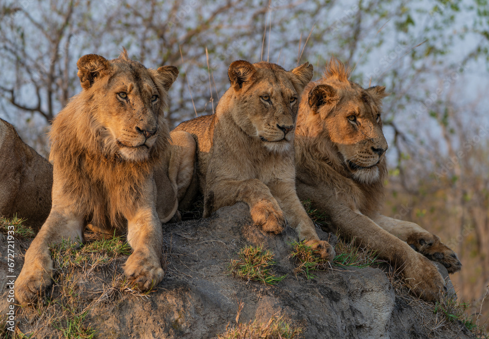 Obraz premium Löwen-Familie Sabi Sands Südafrika