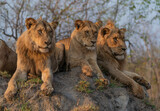Löwen-Familie Sabi Sands Südafrika
