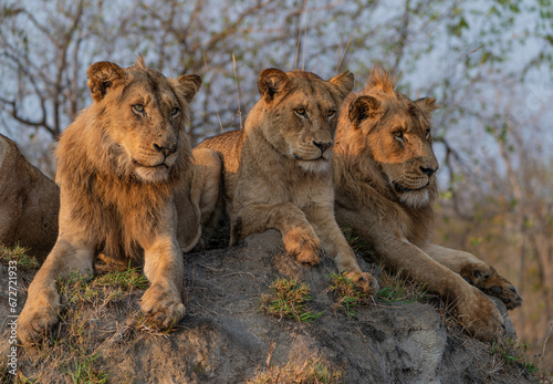 Löwen-Familie Sabi Sands Südafrika
