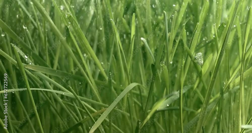Green grass close-up raindrops slowly falling on the grass. Green grass close-up raindrops slowly falling on the grass.