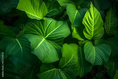 A close-up photo of green leaves on a dark background. The leaves are large and lush, with intricate veins and textures