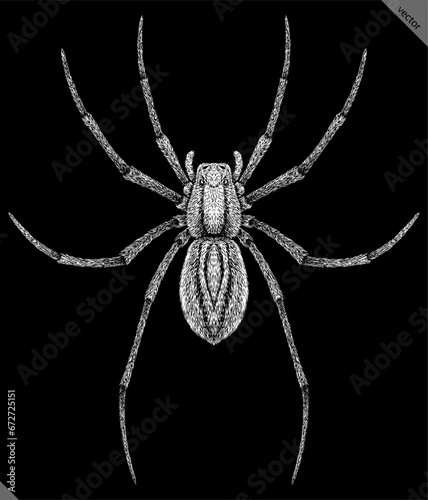 Engrave isolated spider hand drawn graphic vector illustration