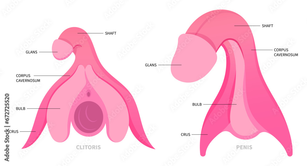 The anatomy of hormones gland organ function in medical - obrazy, fototapety, plakaty 