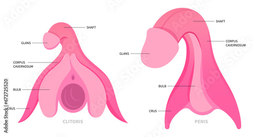 The anatomy of hormones gland organ function in medical photo