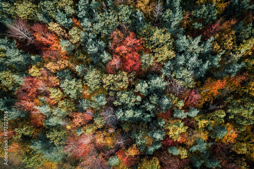 forest in autumn, birds eye view