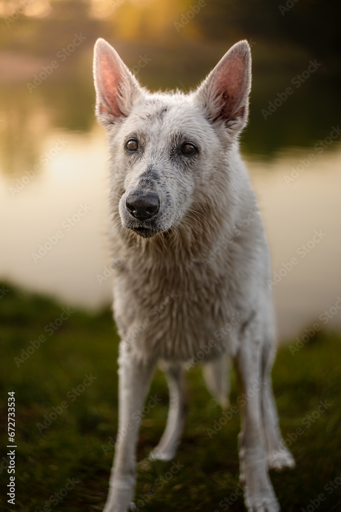 Naklejka premium Portrait of beautiful and fluffy Swiss shepherd dog who is truly man's best friend.