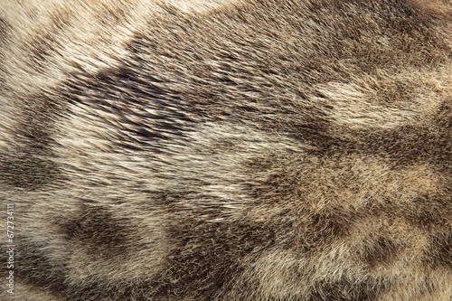 Closeup of fur of seal.