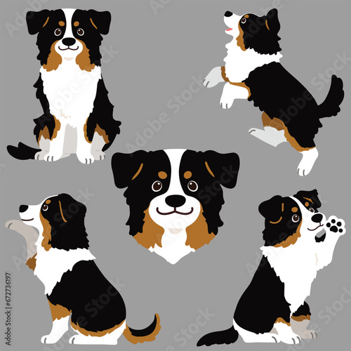 Set of flat colored Black Tri Australian Shepherd illustrations