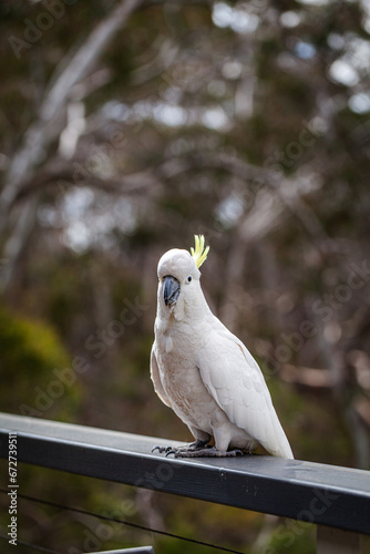 sulphur crested cockatoo sitting on balcony railing in bushland photo