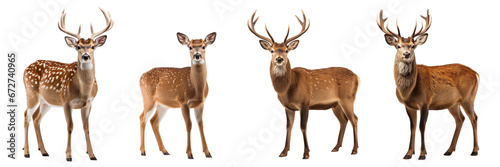 Two deers isolated on white background