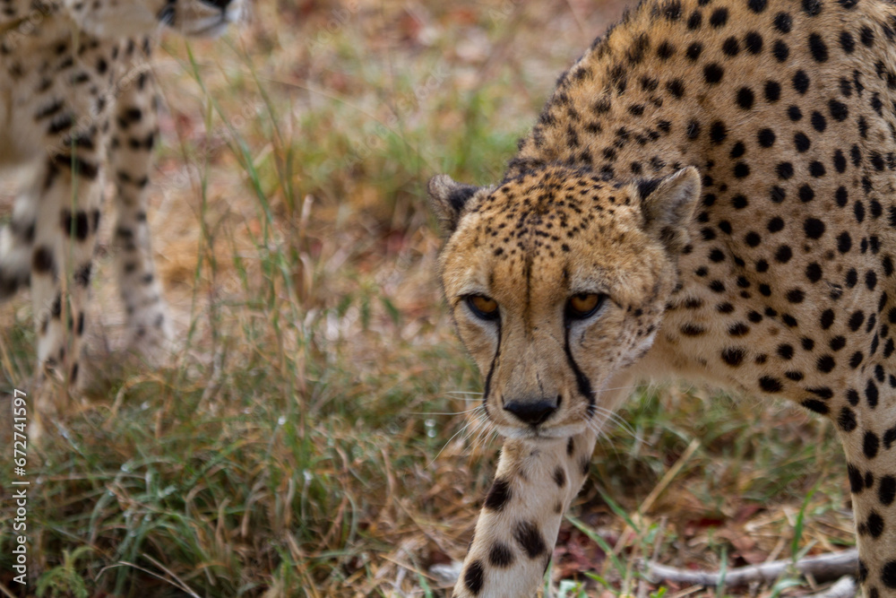Cheetahs of Africa Cheetahs of Africa