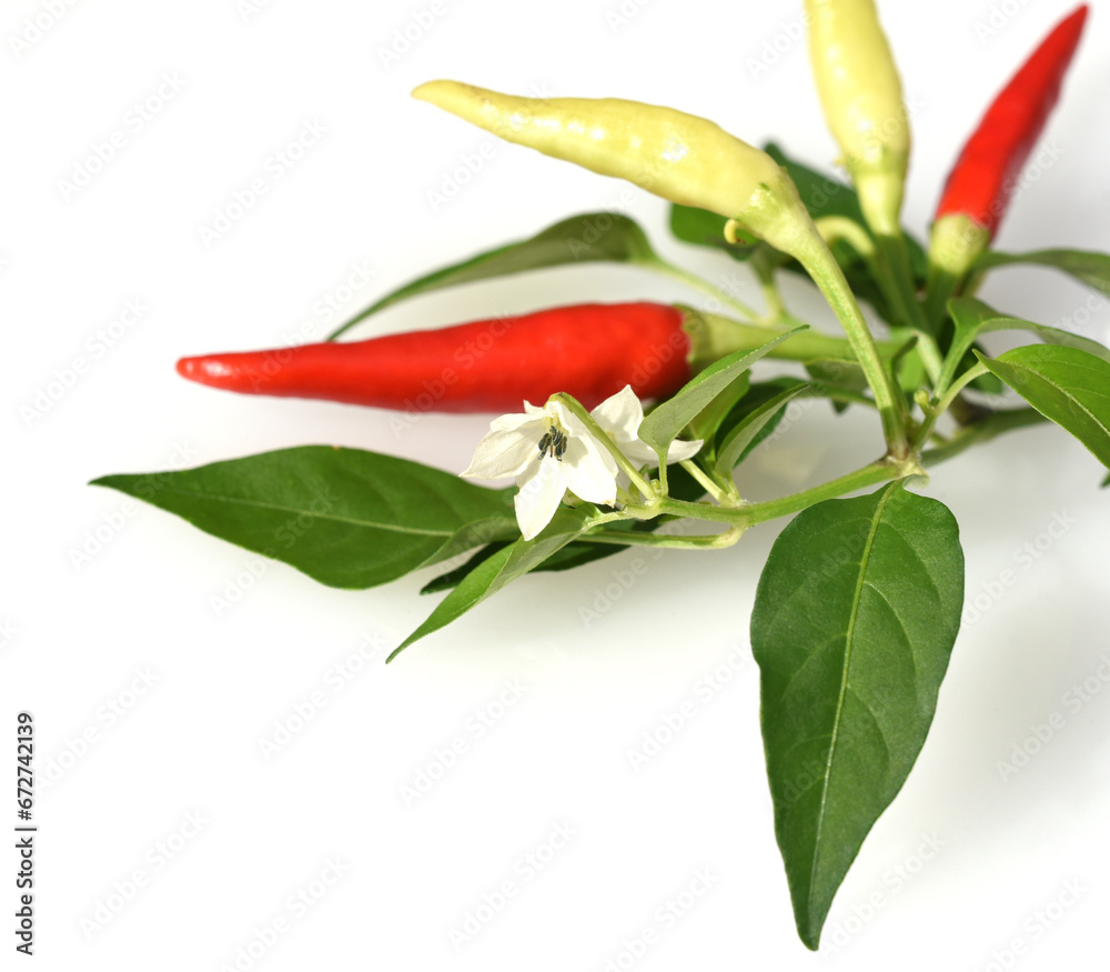 Chili-Mix, Peperoni, Capsicum, Annuum Chili-Mix, Peperoni, Capsicum, Annuum