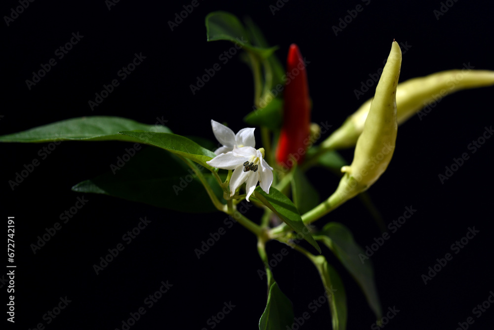 Fototapeta premium Chili-Mix, Peperoni, Capsicum, Annuum