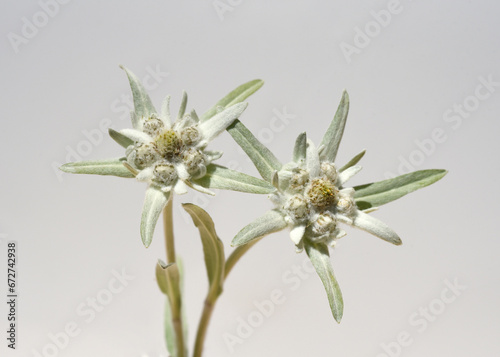 Edelweiss, Leontopodium, nivale photo