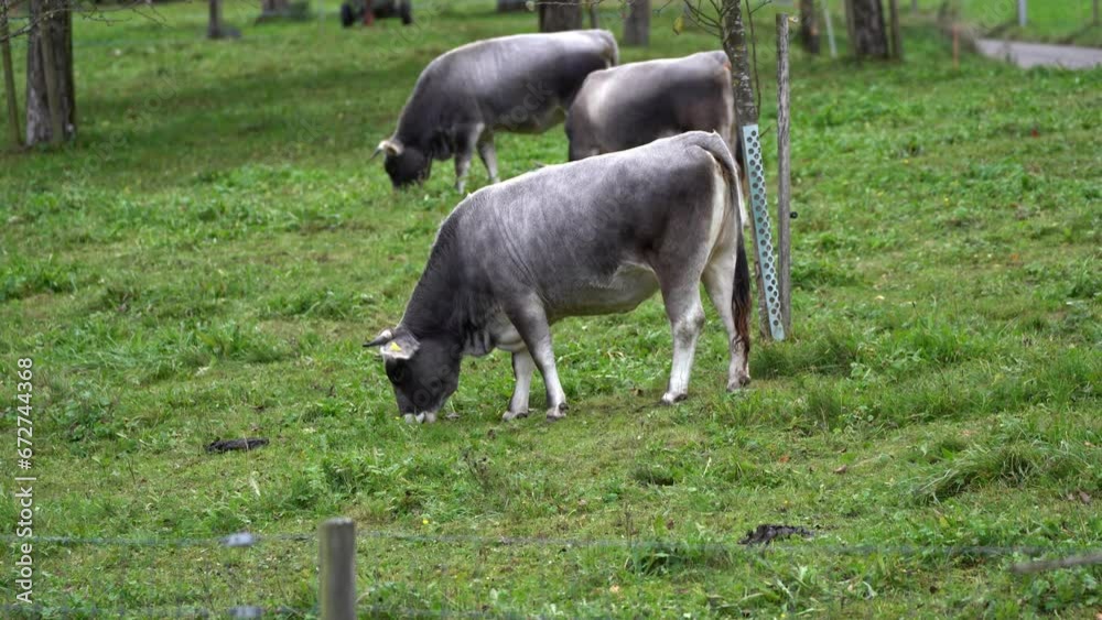 Cows grazing on meadow on a rainy autumn day at Swiss City of Zürich. Movie shot November 4th, 2023, Zurich, Switzerland. Cows grazing on meadow on a rainy autumn day at Swiss City of Zürich. Movie shot November 4th, 2023, Zurich, Switzerland.