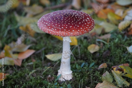 Fotografía Beautiful Amanita muscaria, commonly known as the fly agaric or fly amanita, is a basidiomycete of the genus Amanita